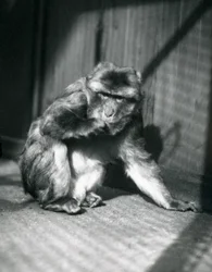 Un singe de Barbarie au zoo de Londres, mars 1914